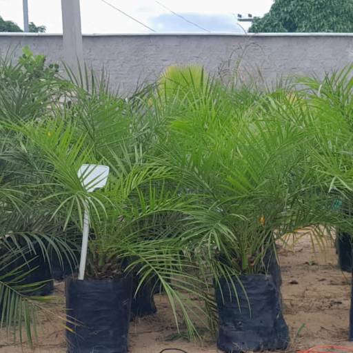 Palmeiras por Florestinha Do Eudes