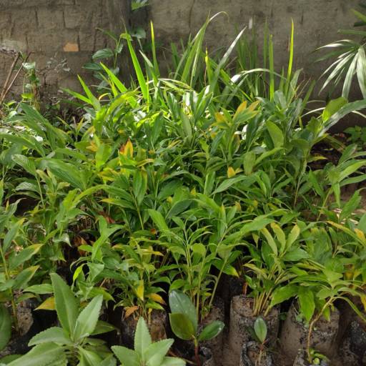 Plantas por Florestinha Do Eudes