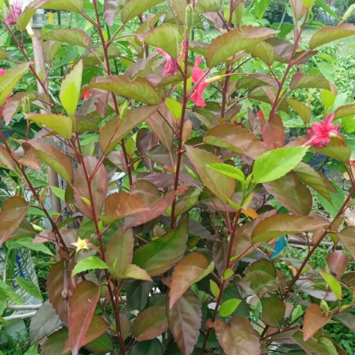 Plantas por Florestinha Do Eudes