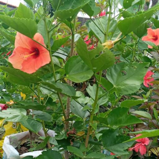 Plantas por Florestinha Do Eudes