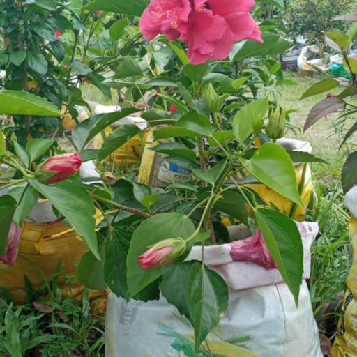 Plantas por Florestinha Do Eudes