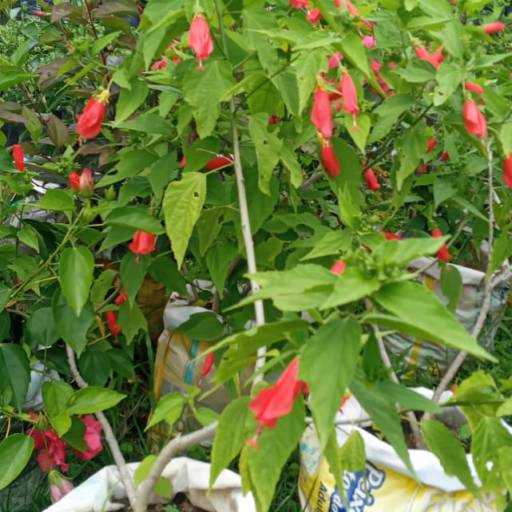 Plantas por Florestinha Do Eudes