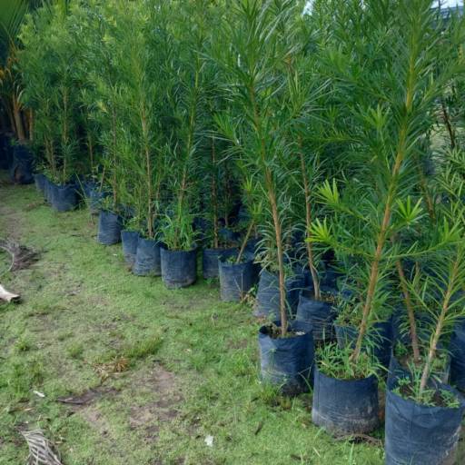 Plantas por Florestinha Do Eudes