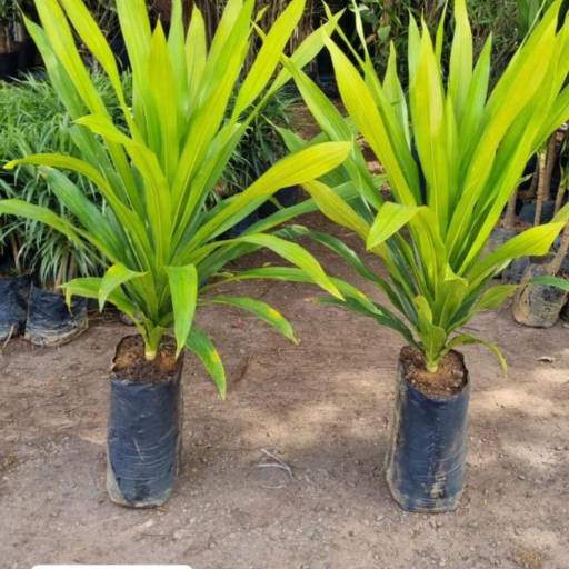 Plantas por Florestinha Do Eudes