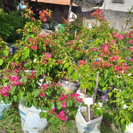 Plantas por Florestinha Do Eudes