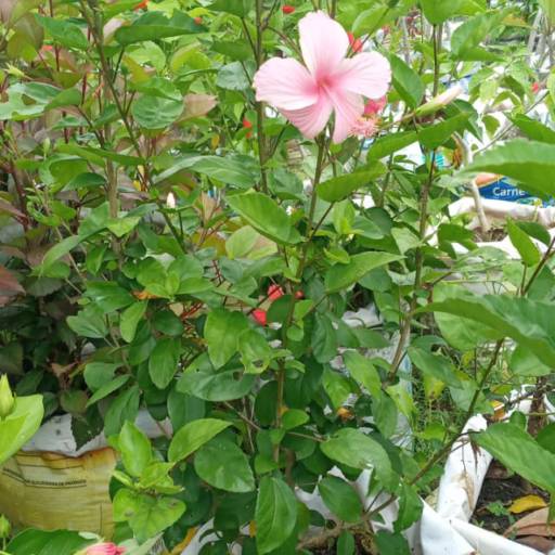 Plantas por Florestinha Do Eudes