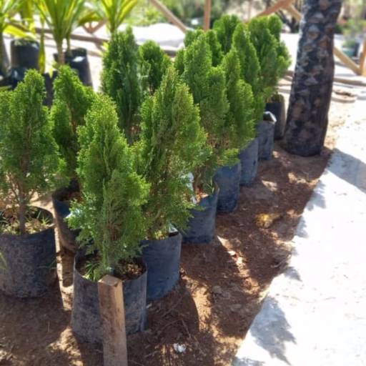 Plantas por Florestinha Do Eudes