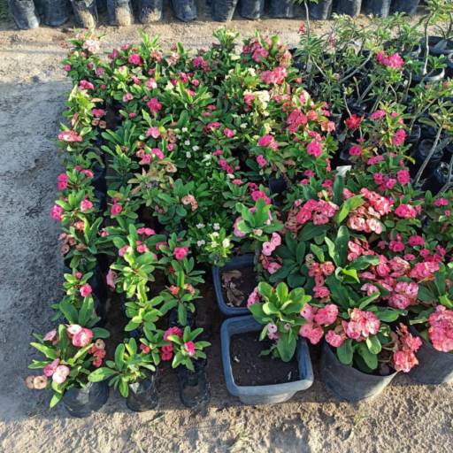 Plantas por Florestinha Do Eudes