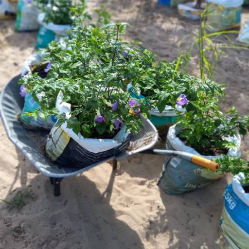 Plantas por Florestinha Do Eudes