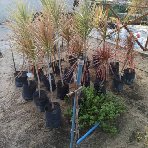 Plantas por Florestinha Do Eudes