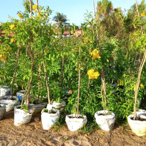 Plantas por Florestinha Do Eudes