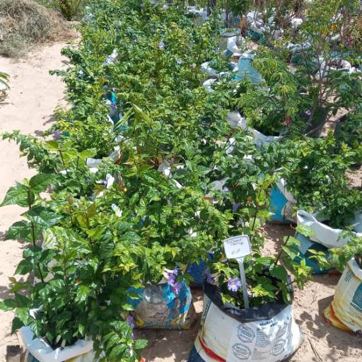 Plantas por Florestinha Do Eudes