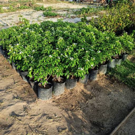 Plantas por Florestinha Do Eudes