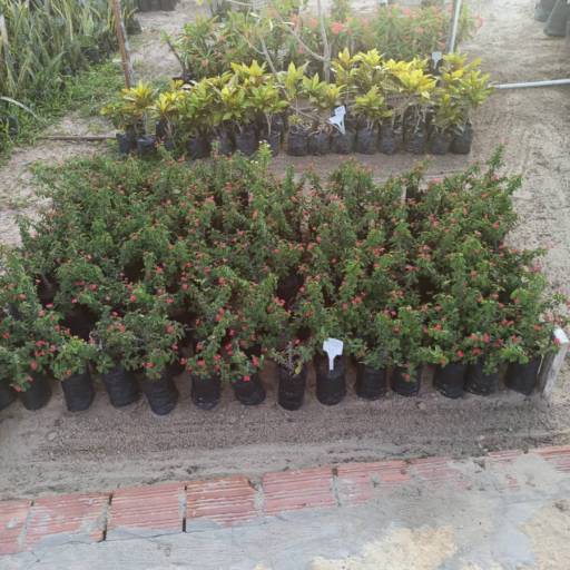 Plantas por Florestinha Do Eudes