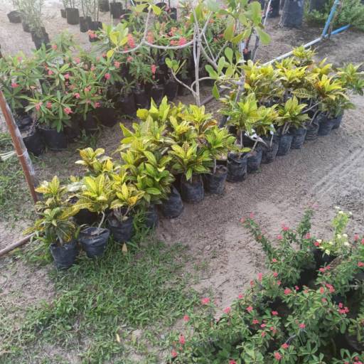 Plantas por Florestinha Do Eudes