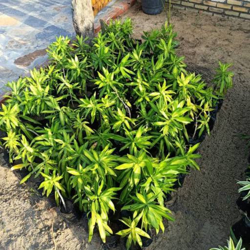 Plantas por Florestinha Do Eudes