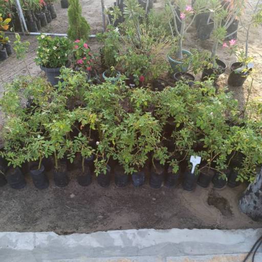 Plantas por Florestinha Do Eudes