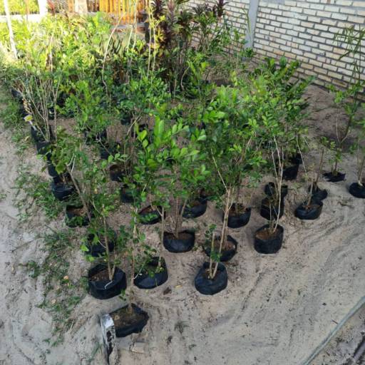 Plantas por Florestinha Do Eudes