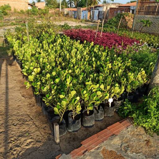 Plantas por Florestinha Do Eudes