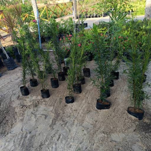 Plantas por Florestinha Do Eudes