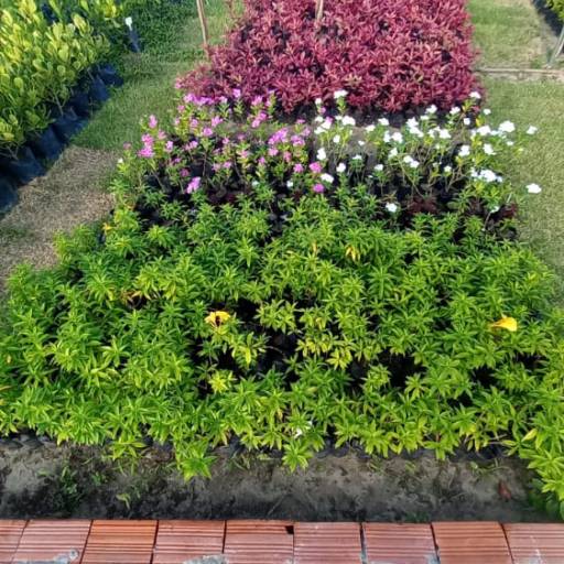 Plantas por Florestinha Do Eudes