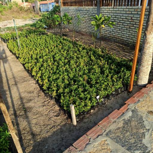 Plantas por Florestinha Do Eudes