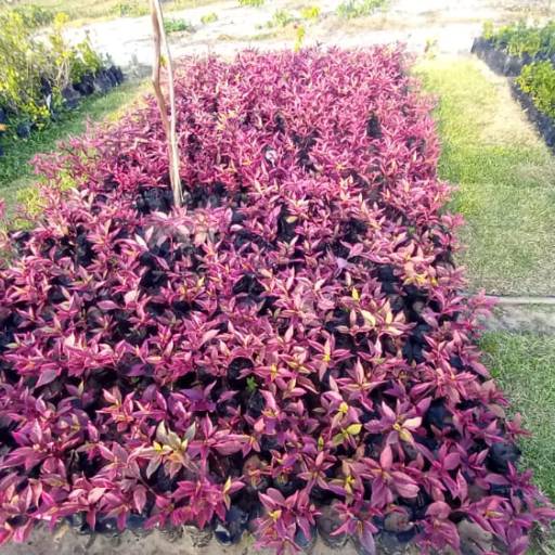 Plantas por Florestinha Do Eudes