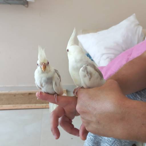 Reprodução de pequenos animais