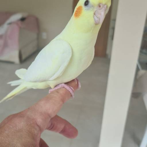 Animal de estimação