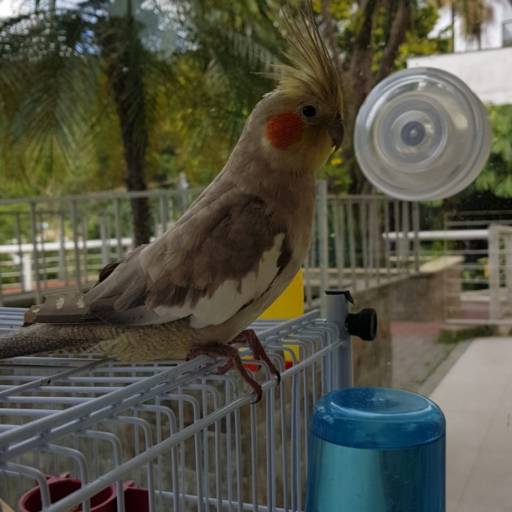 Venda de calopsita legalizada em Nova Friburgo por Calopsitas Pet Mansas