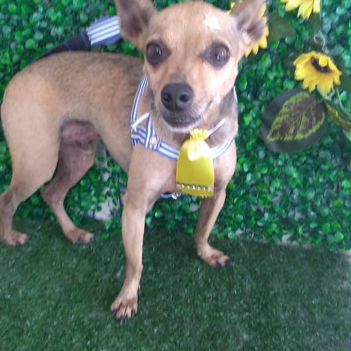 Tosa em porte pequeno  por Pet Uau Pet Shop - Especialista Tosa Tesoura de Pequeno Porte