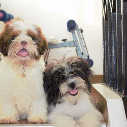 Tosa em Shitzu por Pet Uau Pet Shop - Especialista Tosa Tesoura de Pequeno Porte