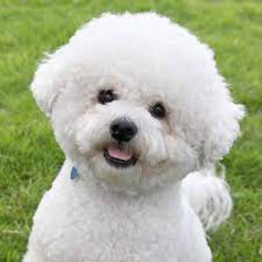 Tosa em Bichon Frisé por Pet Uau Pet Shop - Especialista Tosa Tesoura de Pequeno Porte
