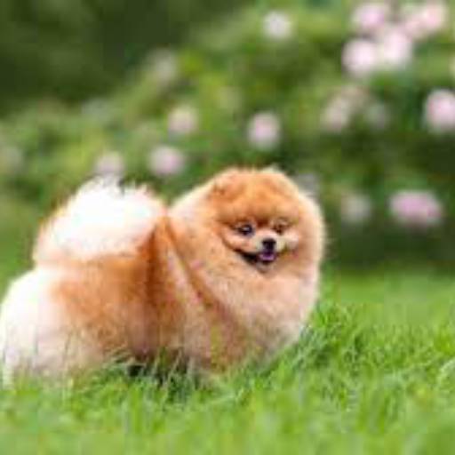 Tosa em Sptzi por Pet Uau Pet Shop - Especialista Tosa Tesoura de Pequeno Porte