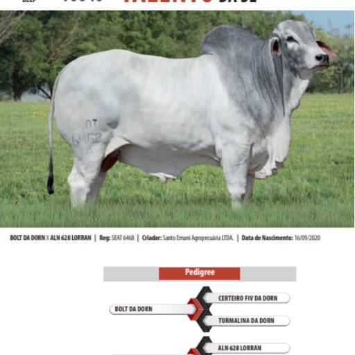 Touro Brahman Talento da SE (T0040)