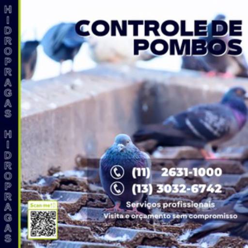 Controle de pombos por Hidro Pragas Dedetizadora e Desentupidora