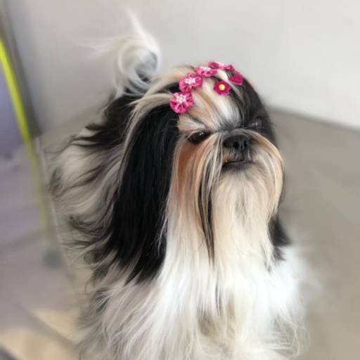 Banho em Shih tzu por Tô Limpinho