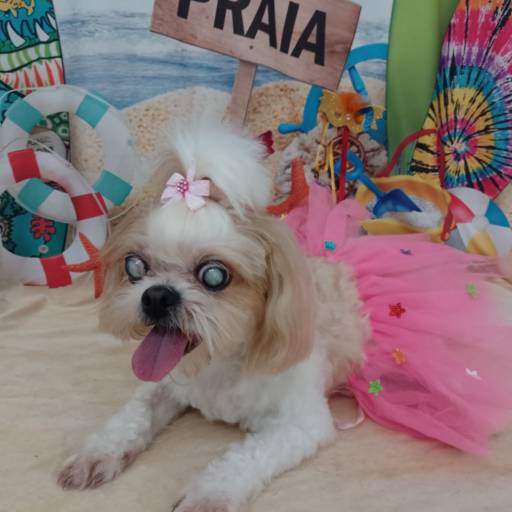 Banho Pet temático - Praia por Tia Angela Centro de Estética Animal