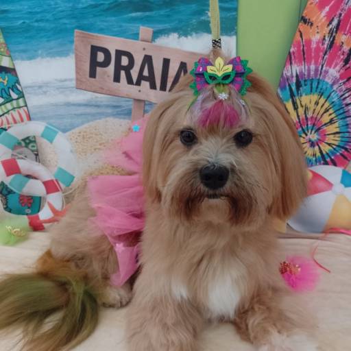 Banho Pet temático - Praia por Tia Angela Centro de Estética Animal