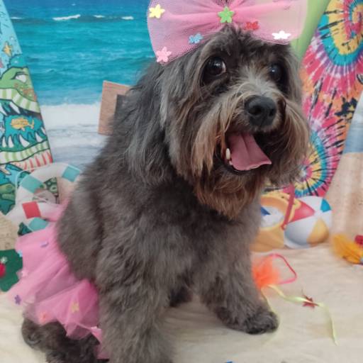 Banho Pet temático - Praia por Tia Angela Centro de Estética Animal