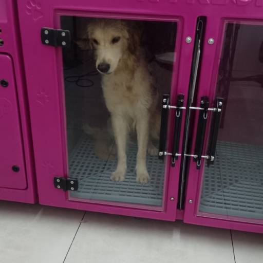 Banho Pet temático - Praia por Tia Angela Centro de Estética Animal