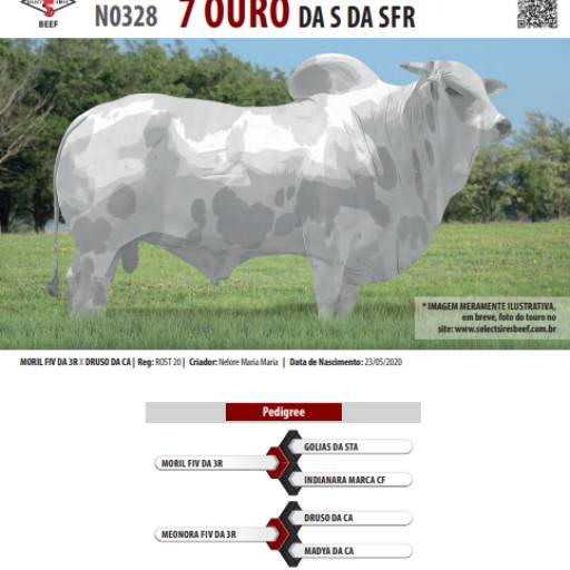 Touro Nelore Pintado 7 Ouro da S da SFR (N0328)