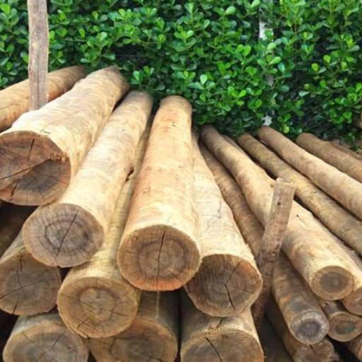 Madeira em Eucalipto por Murba Madeiras