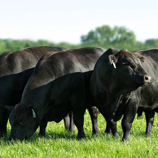 Super dose por R.B.G. Comercio De Produtos Agropecuarios Ltda Super dose por R.B.G. Comercio De Produtos Agropecuarios Ltda