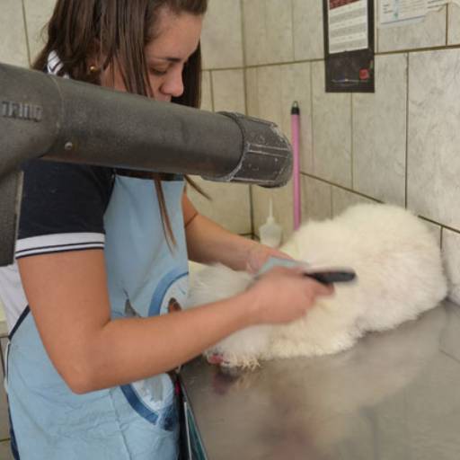 Comprar o produto de Consultas para cães e gatos em Clínicas Veterinárias pela empresa Clínica Veterinária São Francisco em Avaré em Avaré, SP por Solutudo