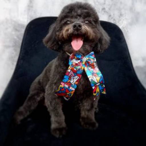 Tosa na máquina em Bauru por Vila das Patas - Pet Center, Creche e Hotel para Cachorro em Bauru