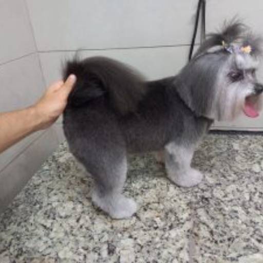 Tosa na Tesoura em Bauru por Vila das Patas - Pet Center, Creche e Hotel para Cachorro em Bauru