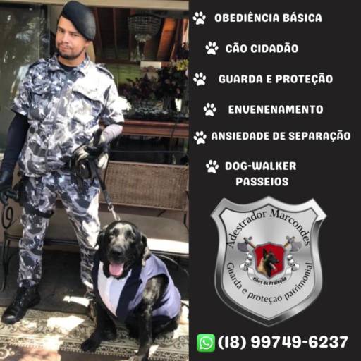 Comprar o produto de Cão cidadão em Adestramento pela empresa Adestrador Marcondes em Assis, SP por Solutudo