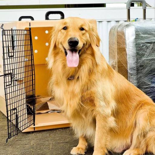 Transporte de animais