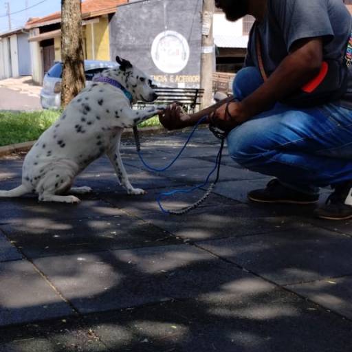 Adestrador de cachorro por Alcateia Zen - Adestramento Canino